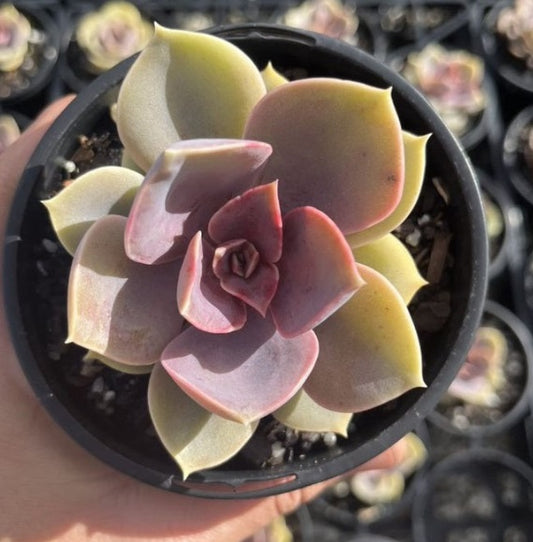 Echeveria Perle Von Nurnberg (LG)