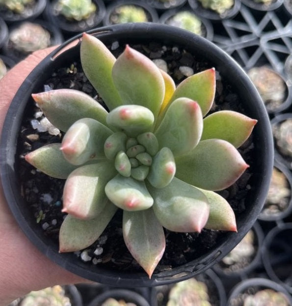 Echeveria Brandtii (LG)