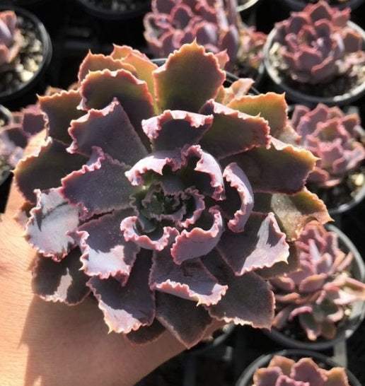 Echeveria Shaviana Pink Frills (LG)