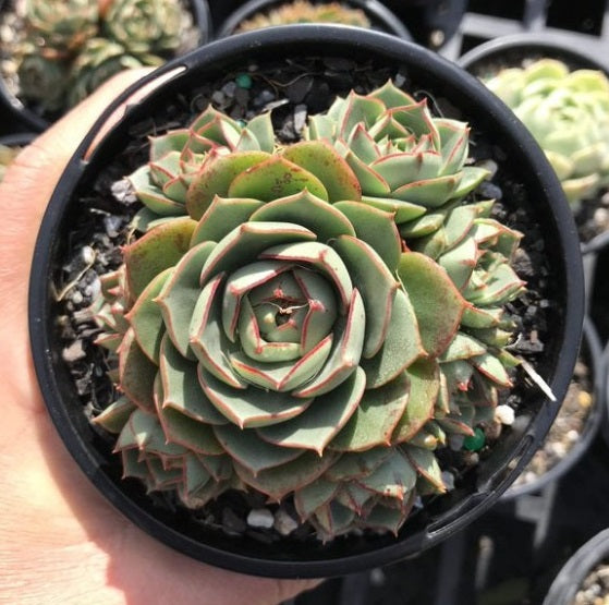 Echeveria Longissima (LG)