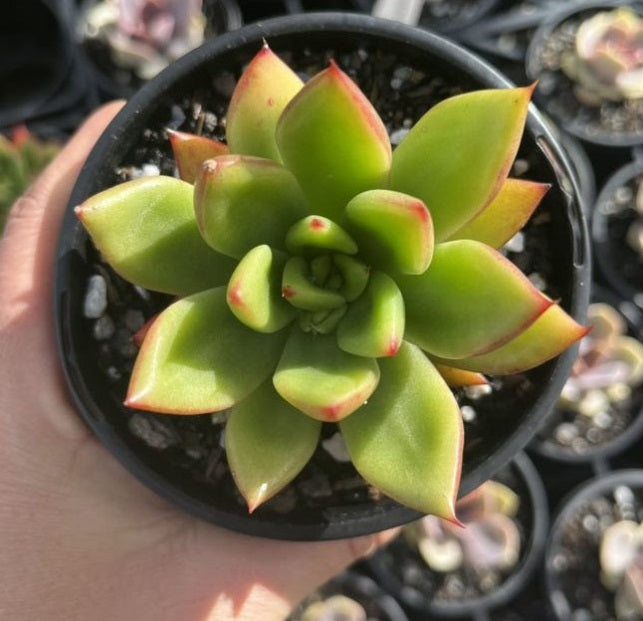 Echeveria Agavoides Victor Reiter (LG)