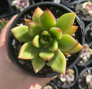 Echeveria Agavoides Victor Reiter (Large)