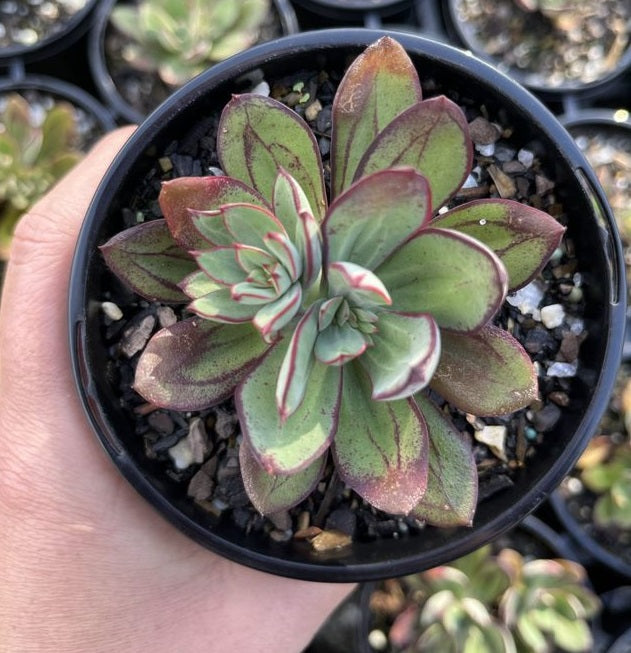 Echeveria Little Painted Lady (LG)