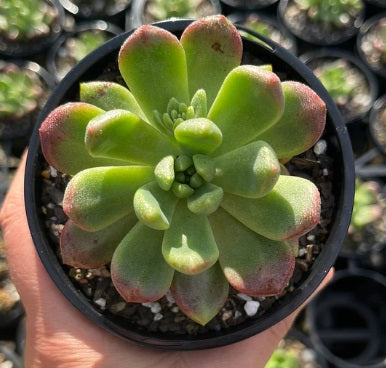 Pachyveria Paradoxa (LG)