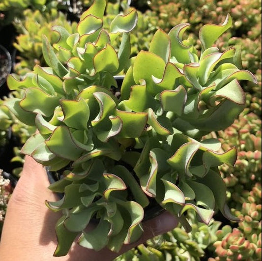 Crassula Undulatifolia (LG)