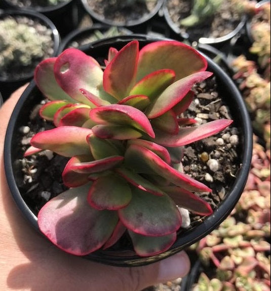 Crassula Platyphylla Variegata (LG)