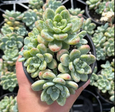 Sedum Clavatum (LG)