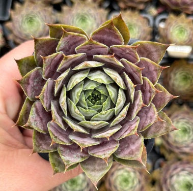 Sempervivum Plum Parfeit (SQ)