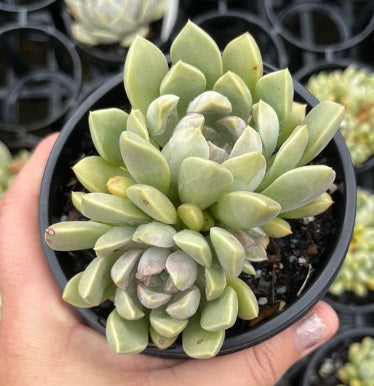 Graptoveria Pebbles (LG)