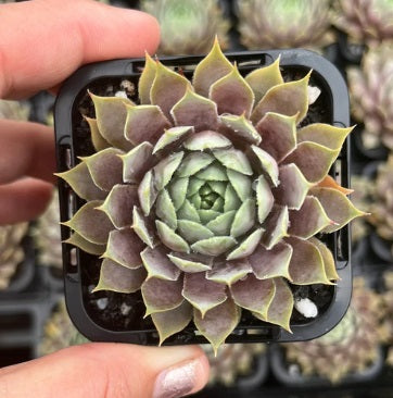 Sempervivum Berry Blues (SQ)