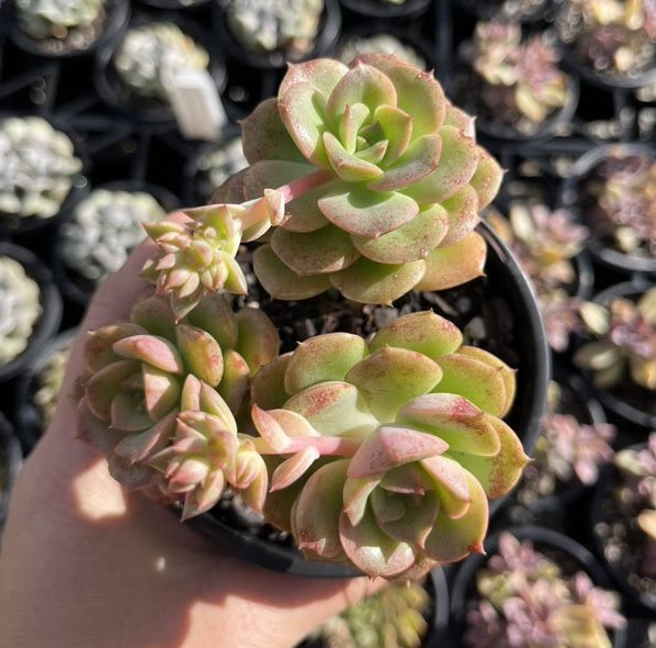 Echeveria Senman (LG)