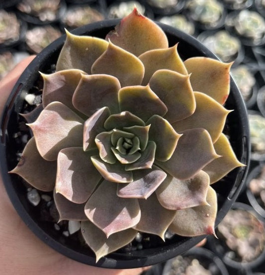 Echeveria Rob Roy (LG)