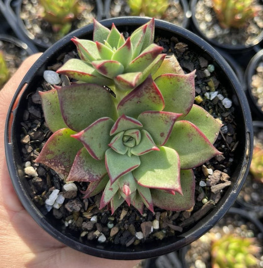 Echeveria Longissima x Tacitus Bellus (LG)