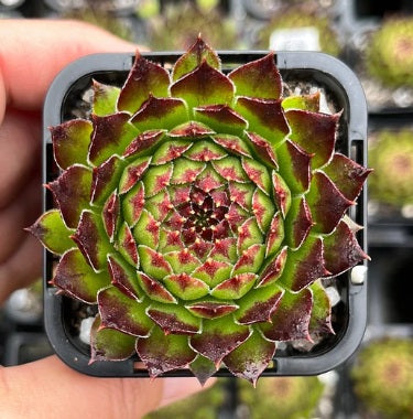 Sempervivum Appletini (SQ)