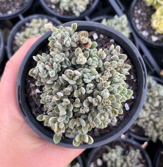 Crassula Lanuginosa (LG)