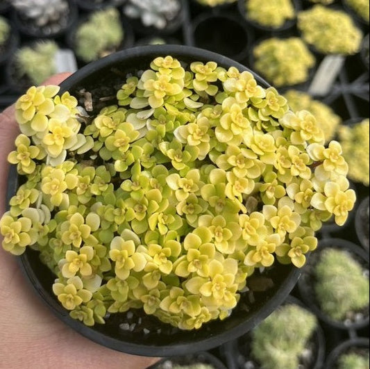 Sedum Makinoi Ogon (LG)