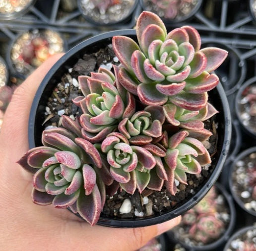 Sinocrassula Indica (LG)