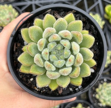 Echeveria Setosa Comet (LG)