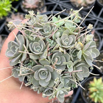 Orostachys Dunce Cap  (LG)