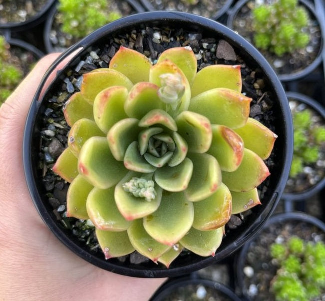 Echeveria Agaviodes Mira (LG)