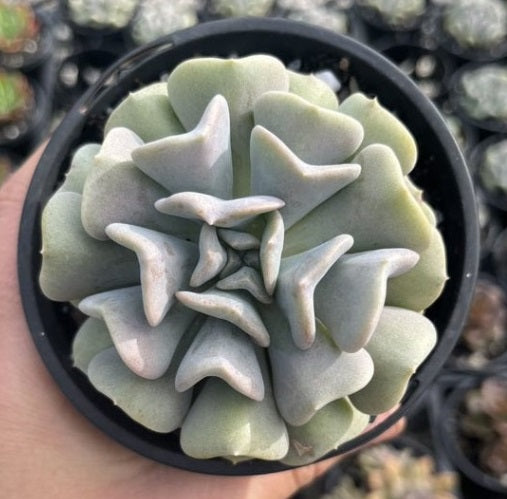 Echeveria Cubic Frost (LG)