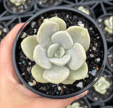 Graptoveria Margaret Rose (LG)