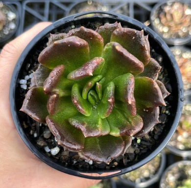 Echeveria Prince Aurora (LG)