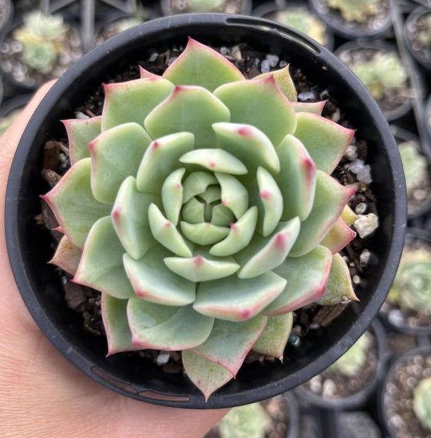 Echeveria Tippy (LG)