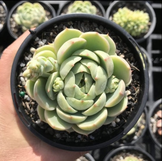 Echeveria Ben Badis (LG)