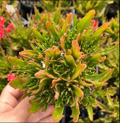 Kalanchoe Tarantula (LG)