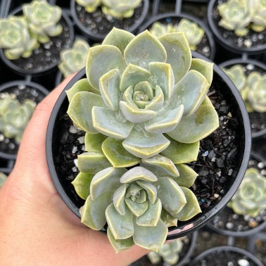 Graptoveria Portia (LG)