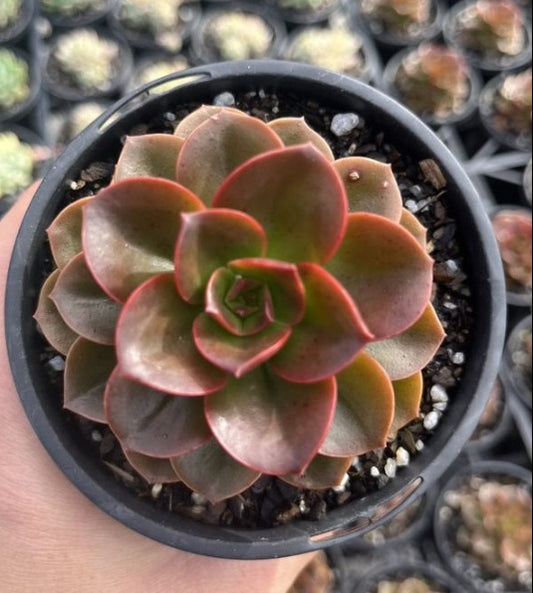 Echeveria Melaco (LG)