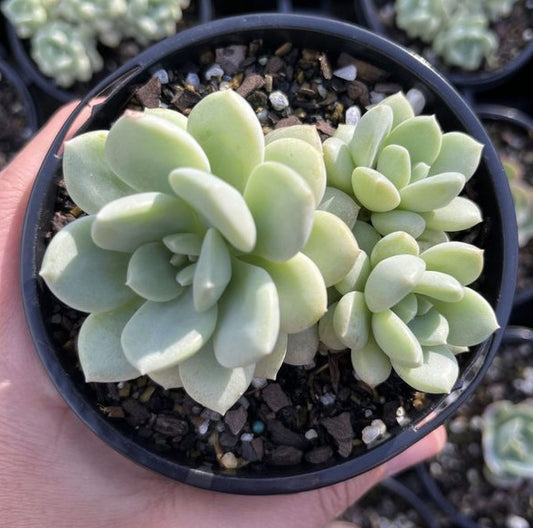 Sedeveria Pudgy (LG)