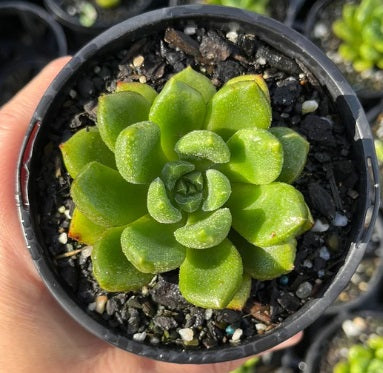 Echeveria Chubbs (LG)