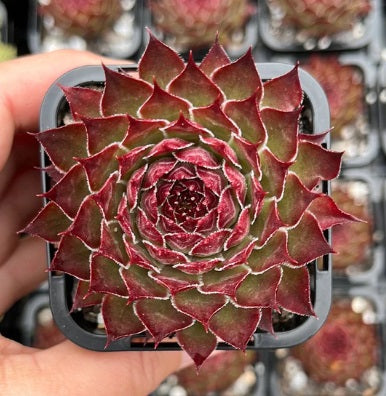 Sempervivum Butterscotch Baby (SQ)