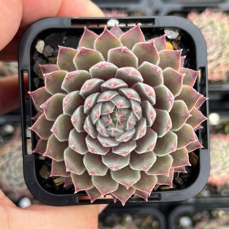 Sempervivum Silver Suede (SQ)