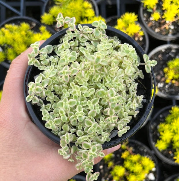 Sedum Little Missy (LG)