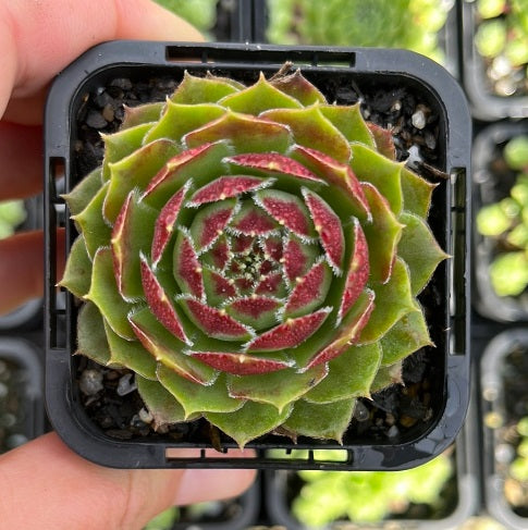 Sempervivum More Honey (SQ)