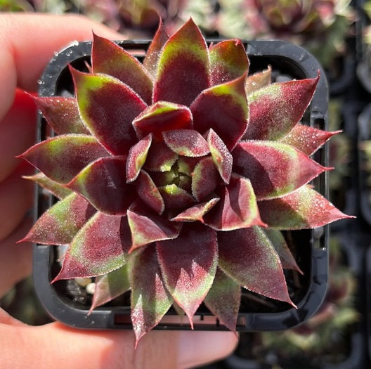 Sempervivum Cranberry Cocktail (SQ)