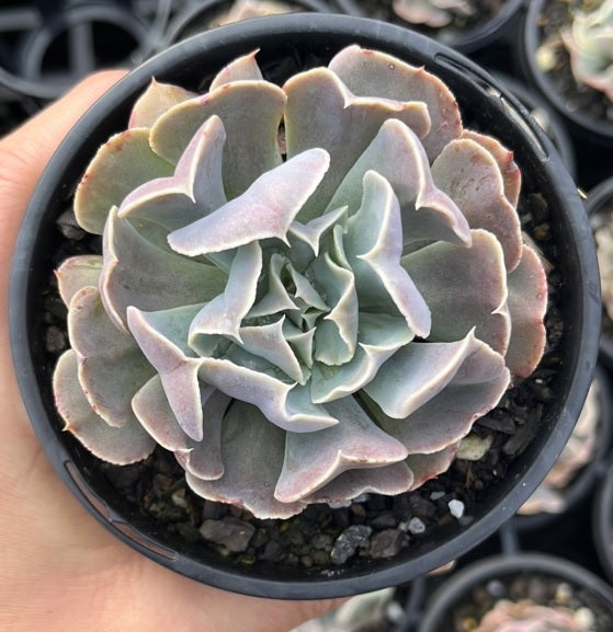 Echeveria Swan Lake (LG)