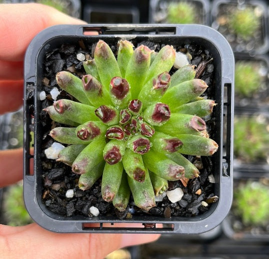 Sempervivum Odditty (SQ)