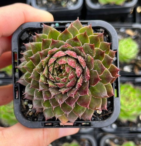 Sempervivum Pacific Red Rose (SQ)