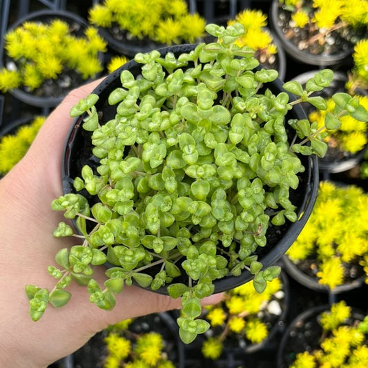 Sedum Little Master (LG)