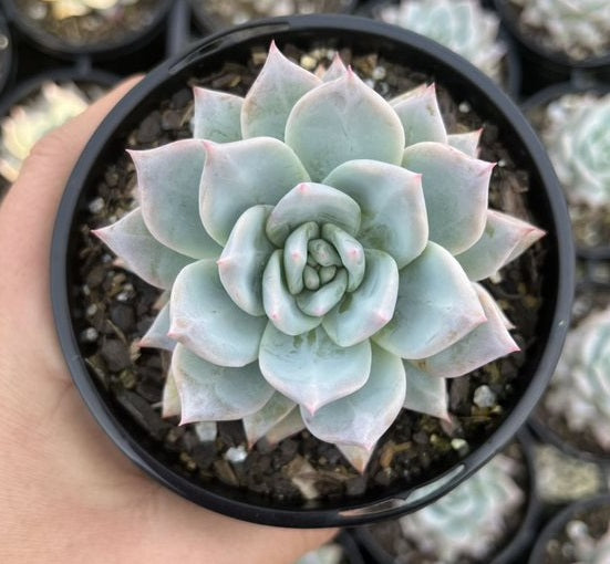 Echeveria Bluebird (LG)