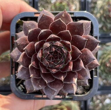 Sempervivum Gabrielle (SQ)