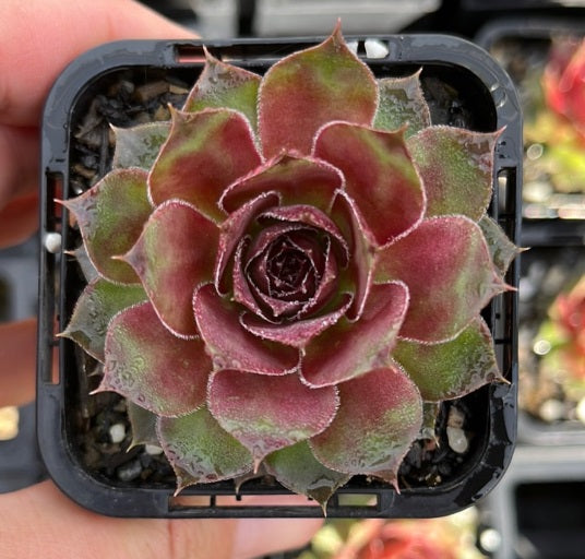 Sempervivum Granby (SQ)