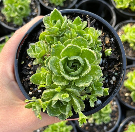 Orostachys Malacophylla Iwarenge Genkai (LG)