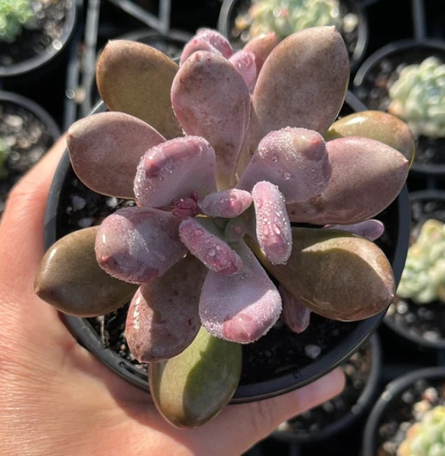 Pachyphytum Glutinicaule (LG)