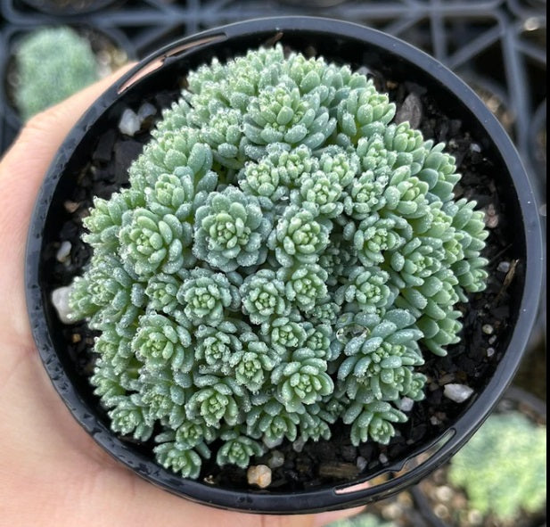 Sedum Dasyphyllum Major (LG)