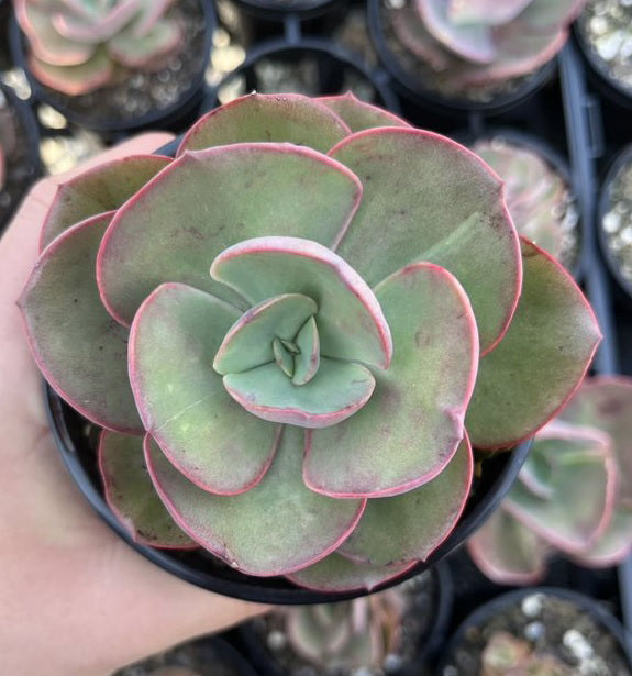 Echeveria Suyon (LG)